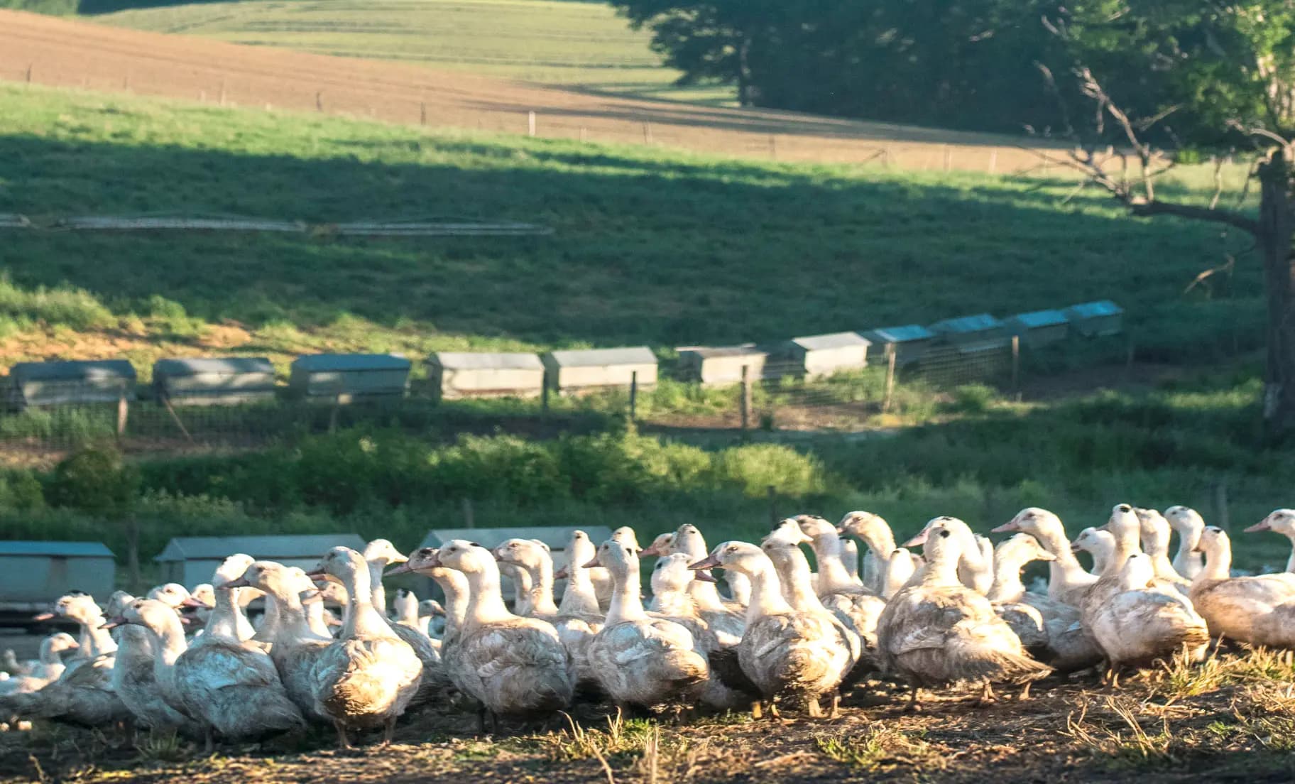 Une histoire du Sud-Ouest