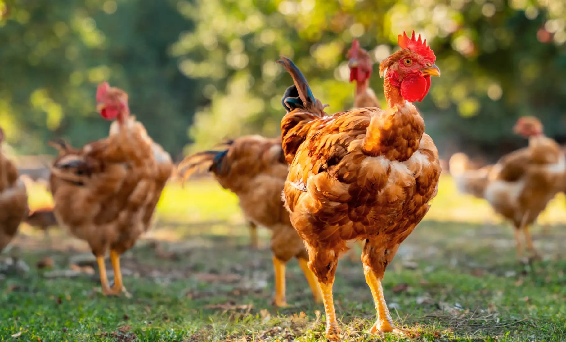 Label Rouge & IGP Normandie : la garantie d’un poulet d’exception