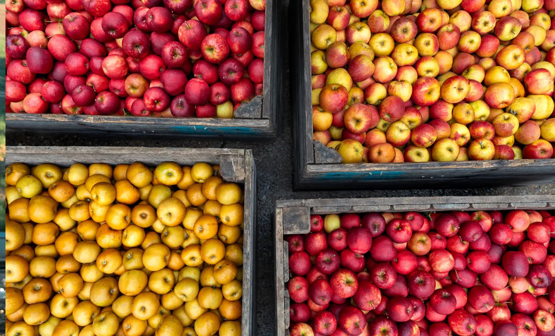 Le domaine Nicolai : un verger écoresponsable